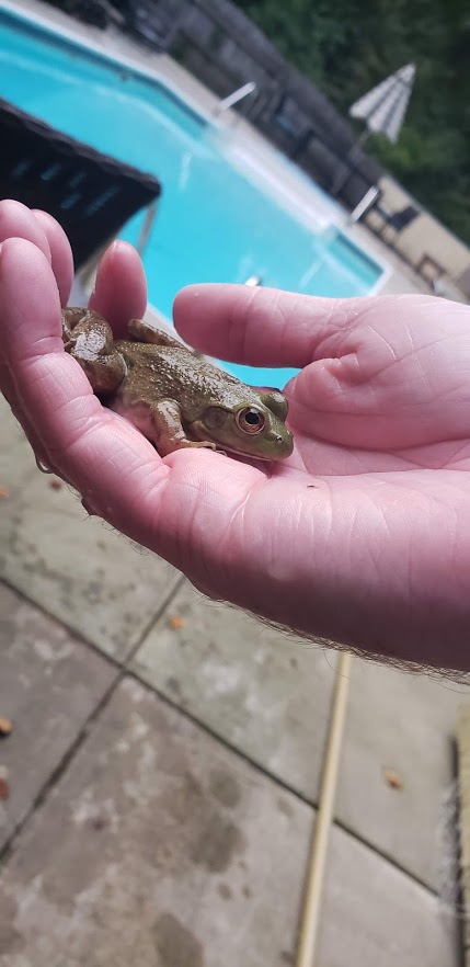 Ribbit