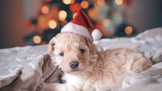 Dog with santa hat