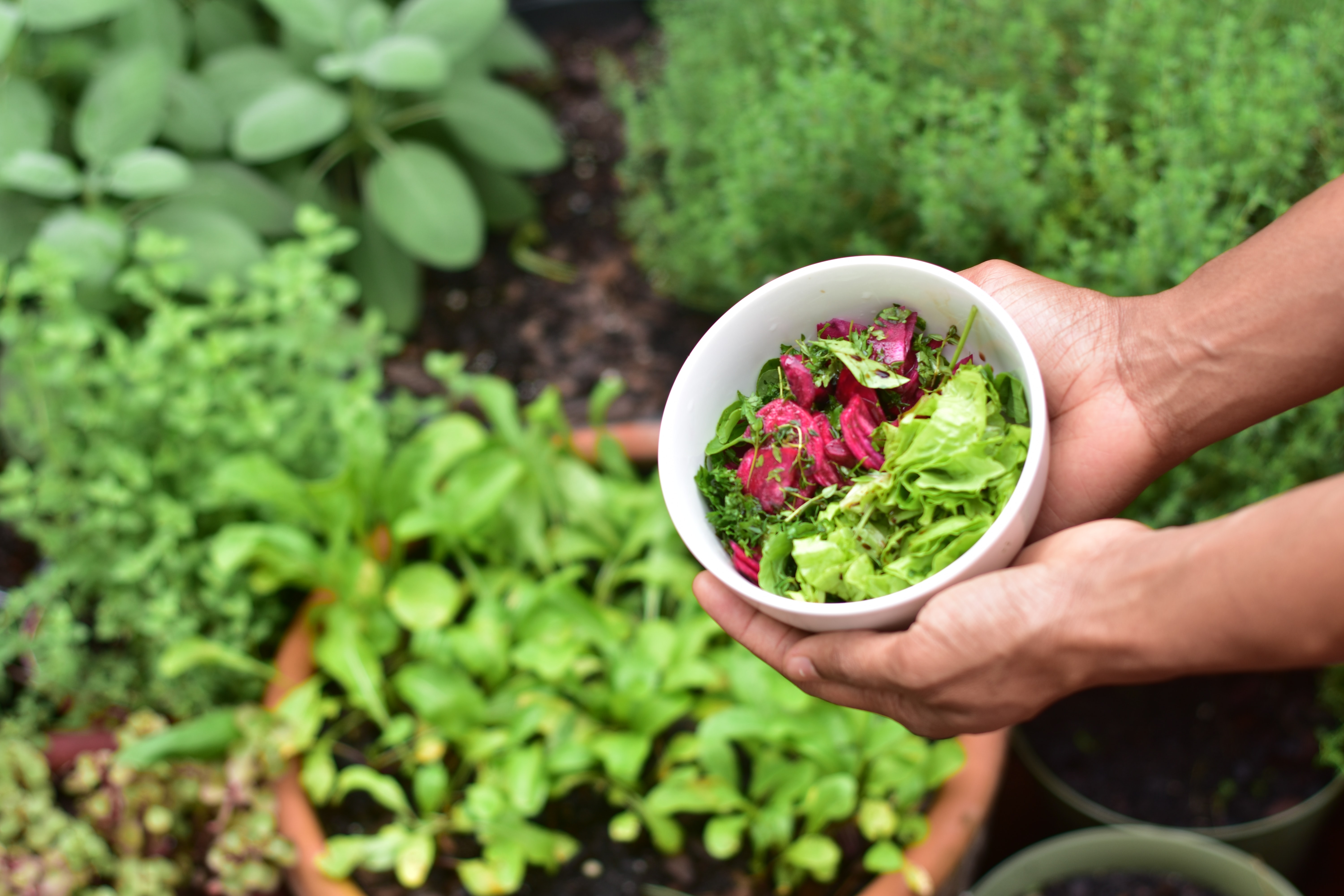 A Complete Beginner S Guide To Starting An Apartment Vegetable Garden