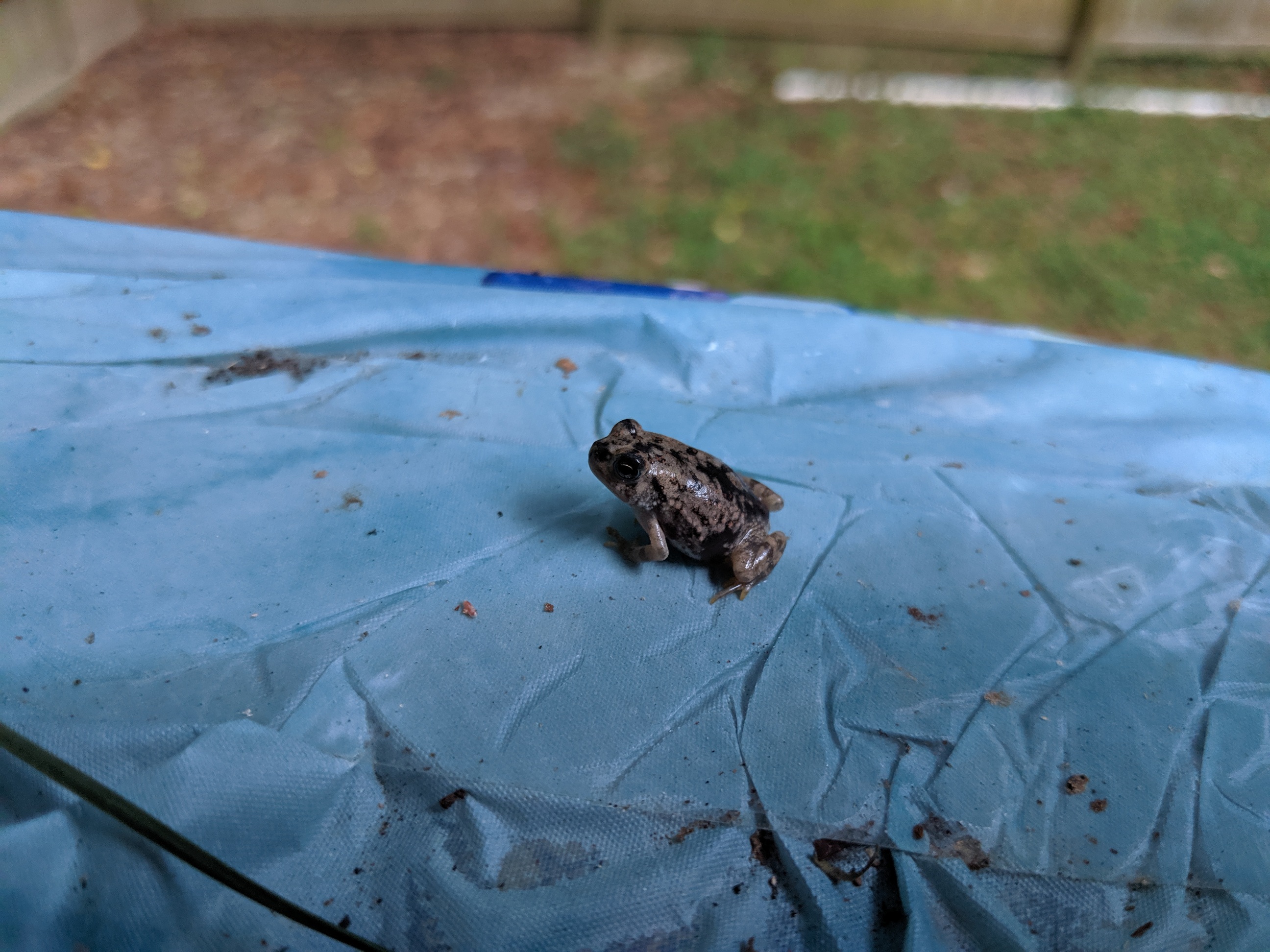 Frog