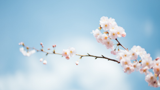 spring