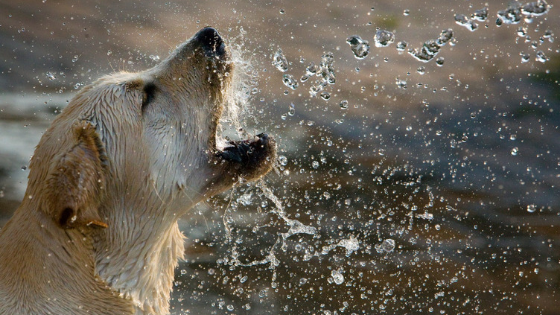 Dog in Water