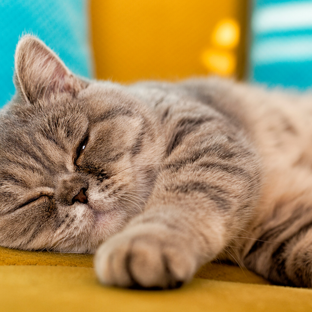 How to Keep Your Pet Happy and Healthy in Your Charlotte Apartment | Villas at Mallard Creek