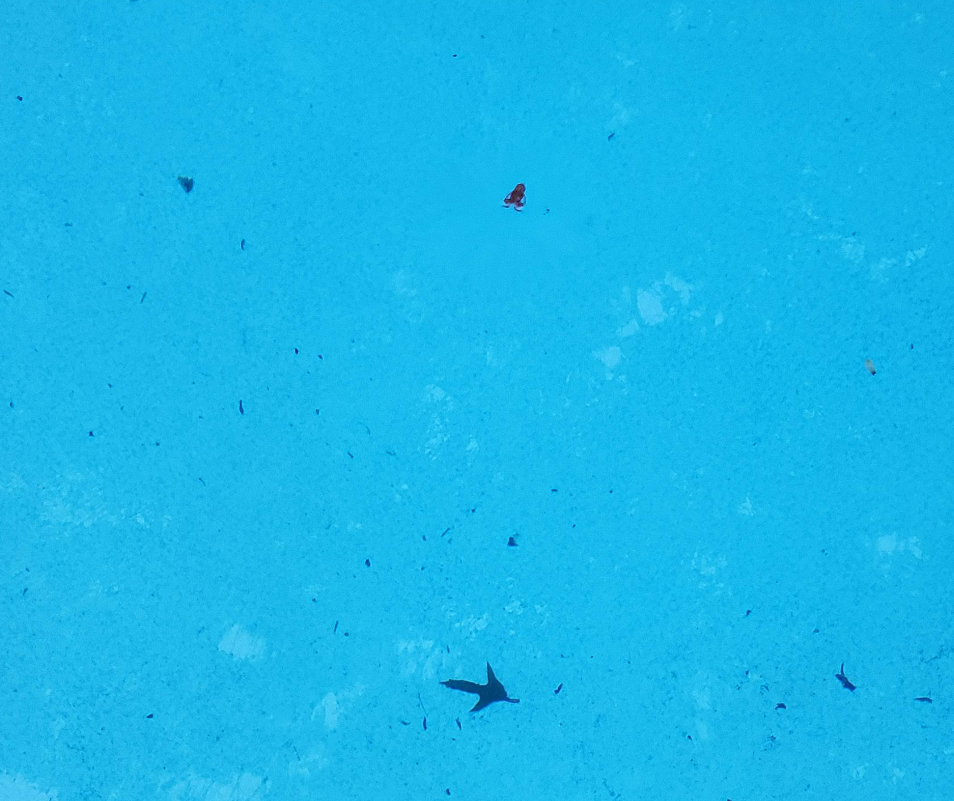 Toad swimming in the bottom of the pool