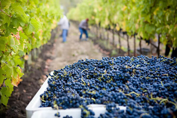Firelands Winery in Ohio