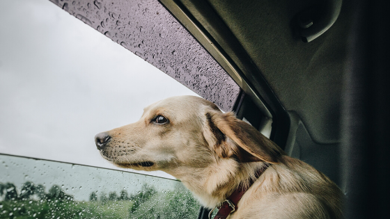 doge