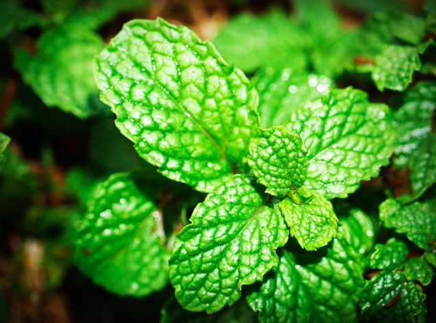 peppermint
