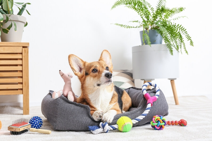 dog in pet bed with toys