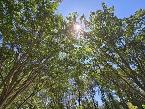 The sun shines through the leaves of tall trees.