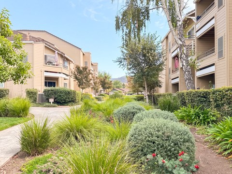 A pathway with green plants on both sides leading to a building.