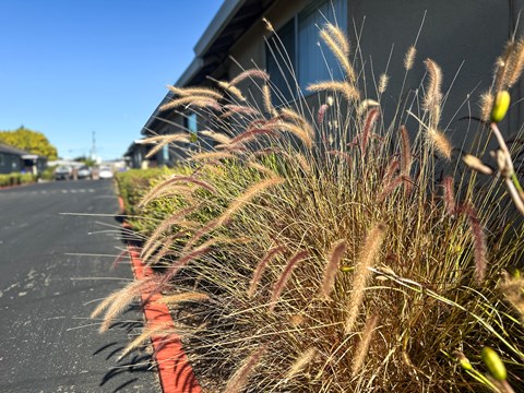 A close up of a grassy plant with a building in the background.