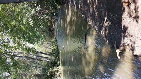 A stream flows through a shaded area under a tree.