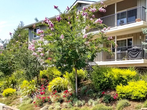 A tree with pink flowers is in front of a building.