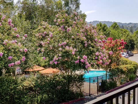 A pool surrounded by a fence and flowers.