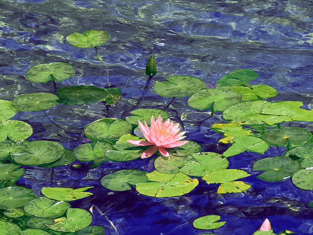 A pink water lily in a pond with green leaves.