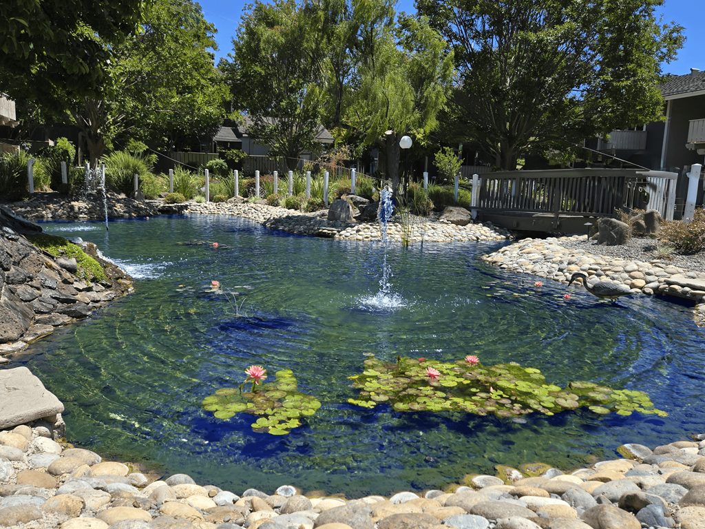 A pond with rocks and water lilies in the foreground.