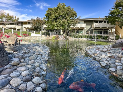A pond with rocks and fish in the foreground and a building in the background.