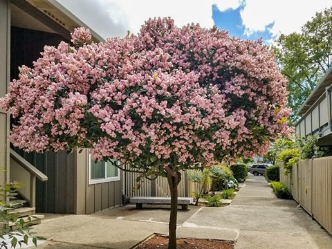 A tree with pink flowers is in the foreground of a residential area.
