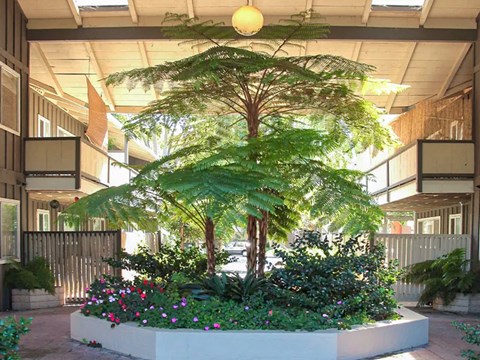 A large tree in a courtyard surrounded by plants and flowers.