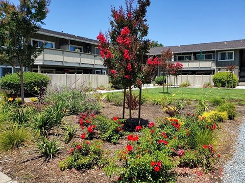 A garden with red flowers in the foreground and apartment buildings in the background.