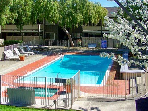 A pool surrounded by a fence with a tree in bloom.