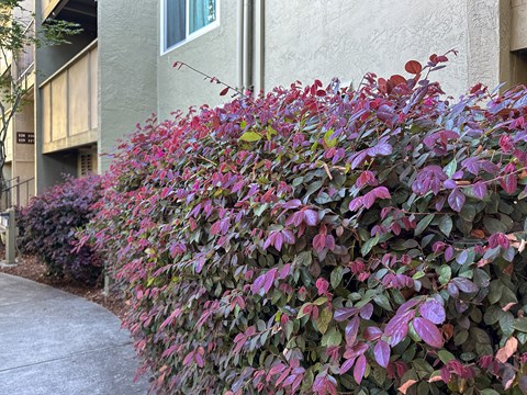 A bush with purple leaves in front of a building.