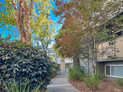 A tree with green leaves is in front of a building.