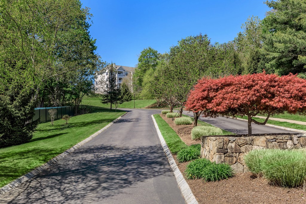 A tree with red leaves is on the right side of a street.