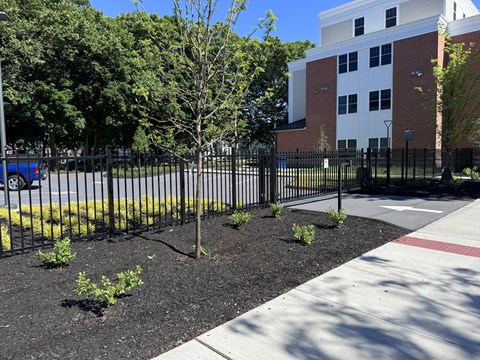A black fence surrounds a small tree in front of a building.