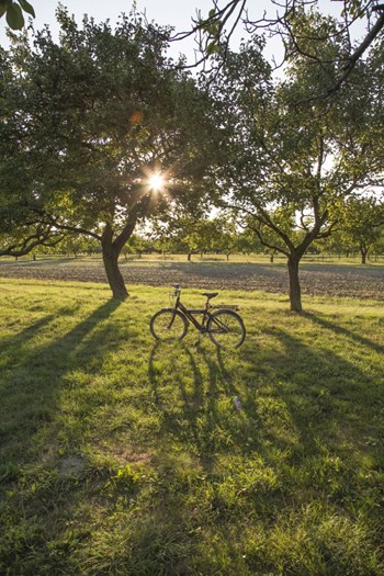 green meadow with trees and a bicycle