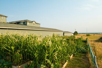 a row of corn in a garden in front of a house