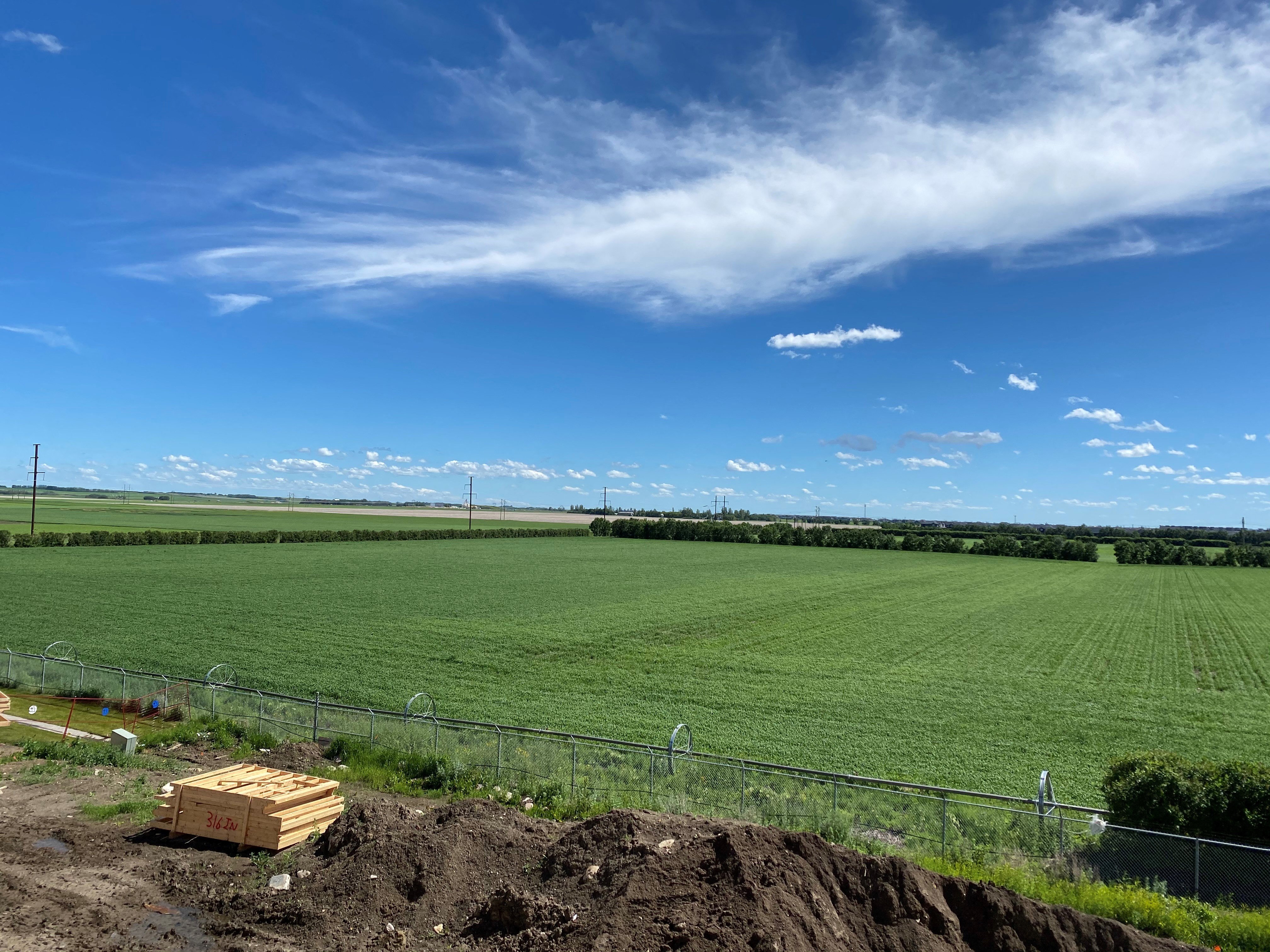 a field of crops on a sunny day with a blue sky