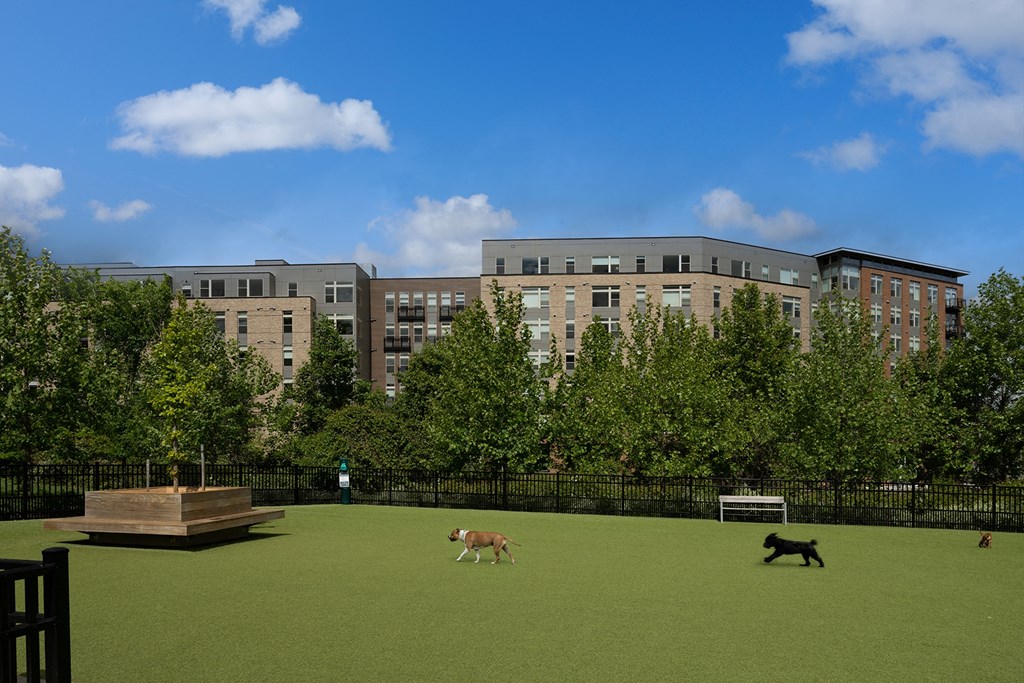 a rendering of a dog park with two dogs running through it at Brentford at The Mile, Tysons, VA