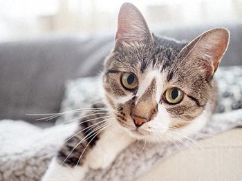 Cat Friendly  at Aldrich Avenue Apartments, Minnesota