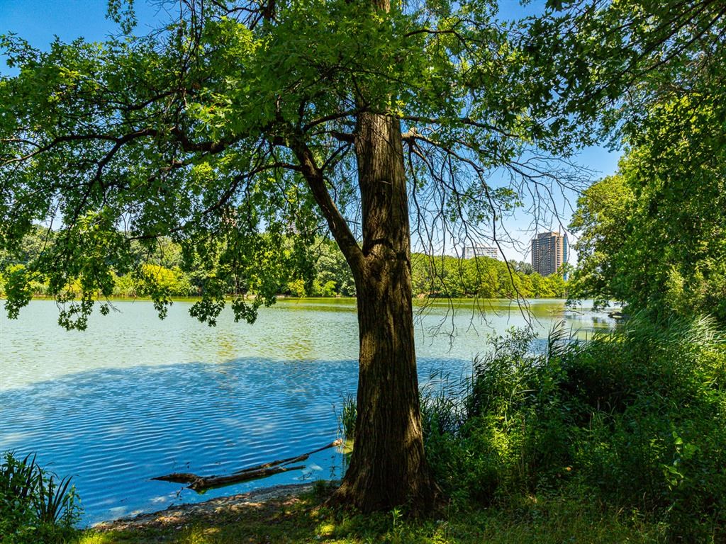 a tree next to a lake in a park