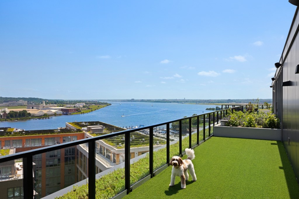 A dog is standing on a balcony with a view of a river and buildings.