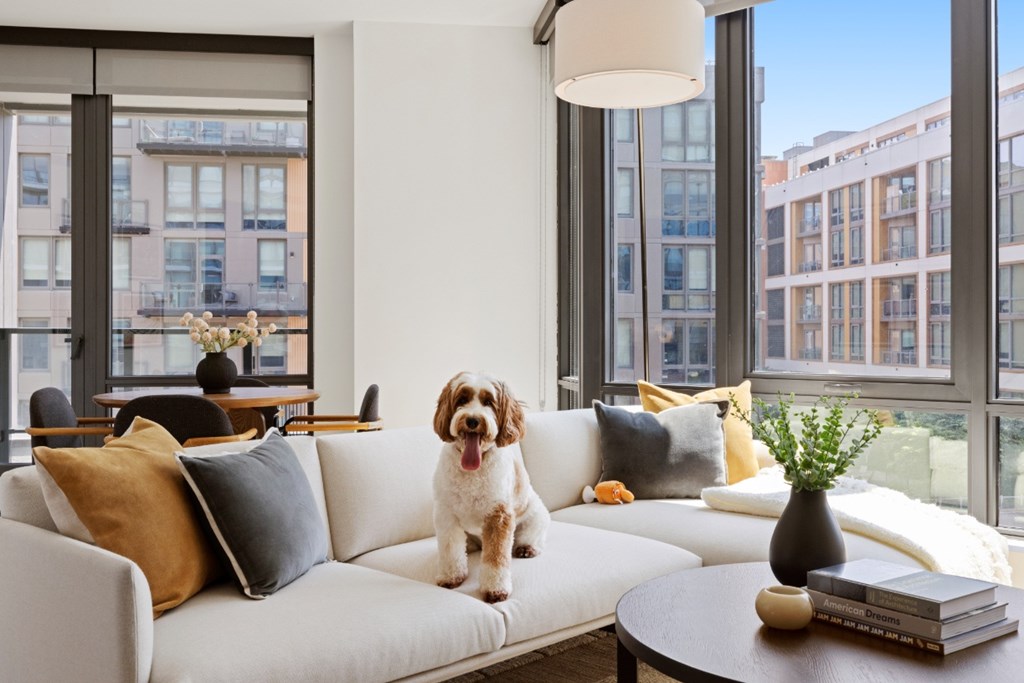 A dog is sitting on a couch in a bright room.