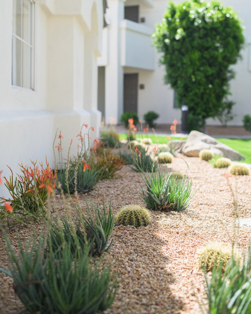 a drought tolerant front yard garden