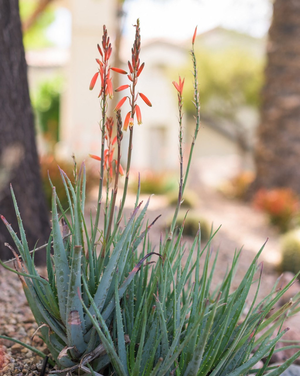 a look at some of the beautiful alien plant life inside the arboretum