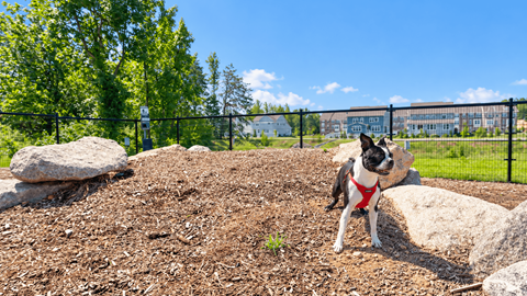 Pet-Friendly Townhomes in Waldorf