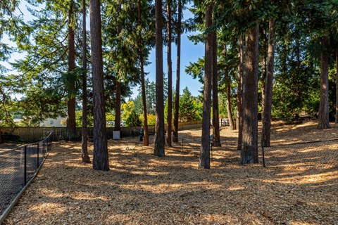 A forest of tall trees with a fence on the left side.