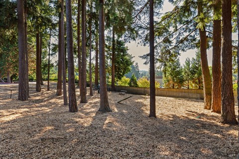 A forest of tall trees with a ground covered in pine needles.