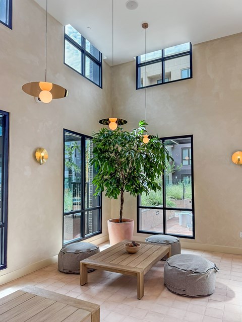 A living room with a large potted plant in the center.