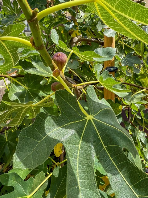 A fig tree with green leaves and unripe figs.