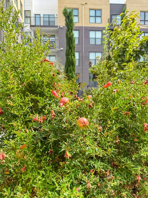 Bushes with red flowers in front of a building.