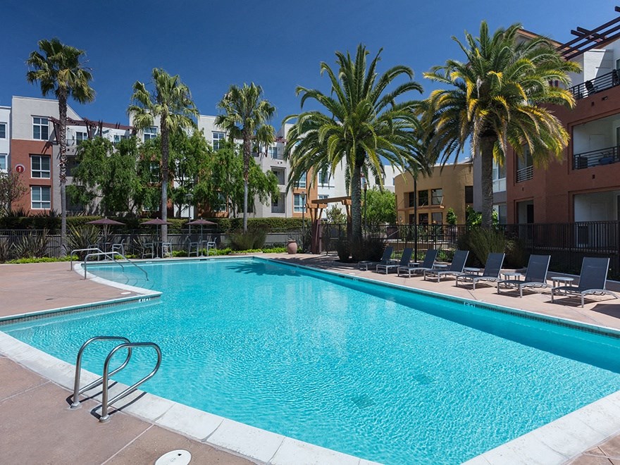 large pool with surrounding palm trees