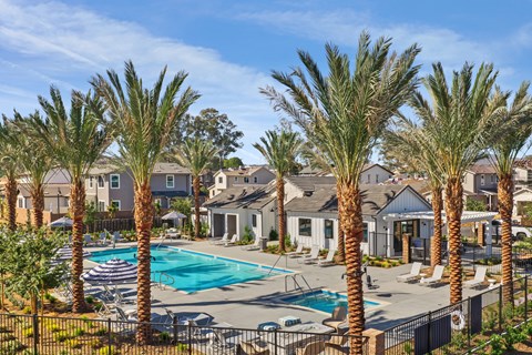 A pool surrounded by palm trees and houses.