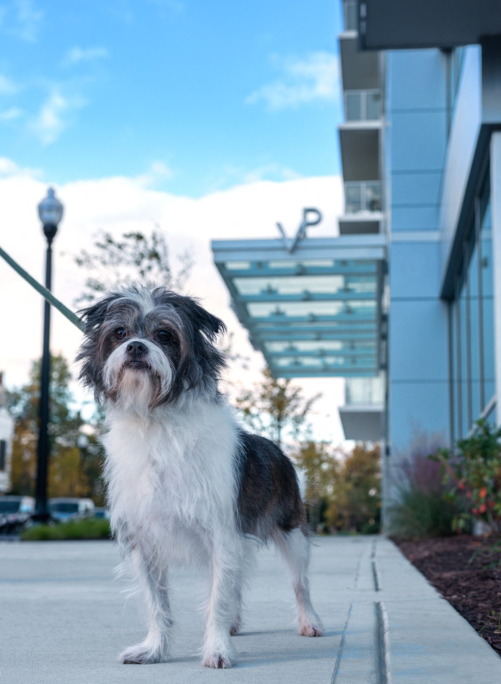 a dog on a leash standing on a sidewalk in front of a building