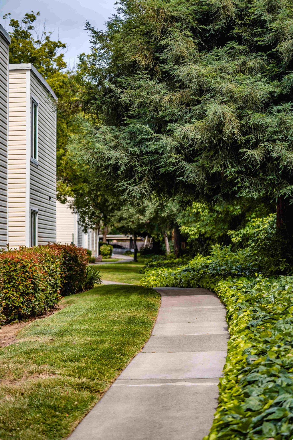 a sidewalk with trees and bushes on either side