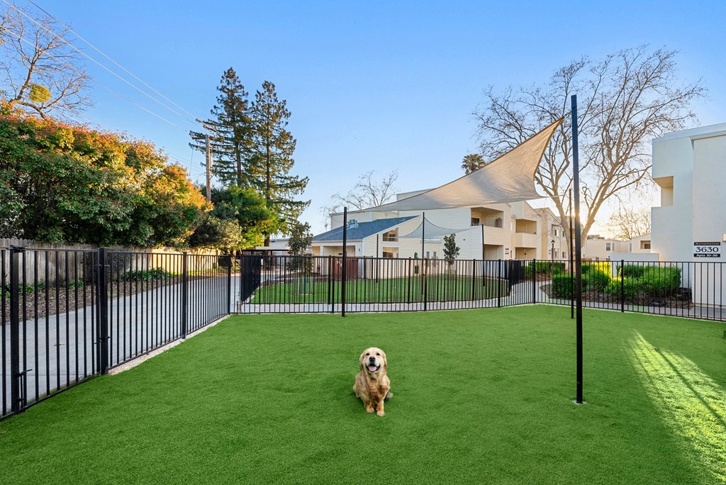 a dog is standing on a lawn in a fenced in yard